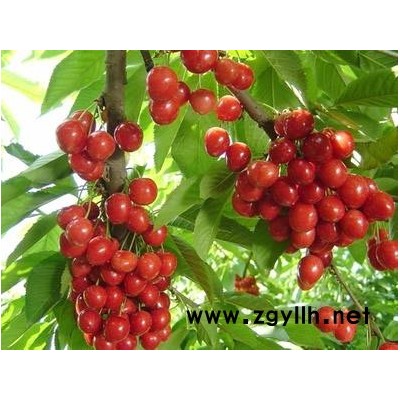 山东鑫农园艺-吉塞拉6号砧木-吉塞拉6号砧木批发基地