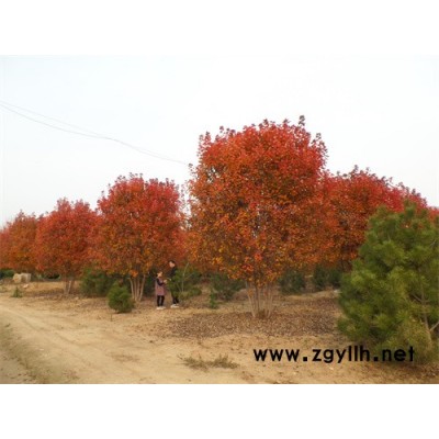 金枫绿化(图)-丛生美国红枫景观栽植苗-丛生美国红枫
