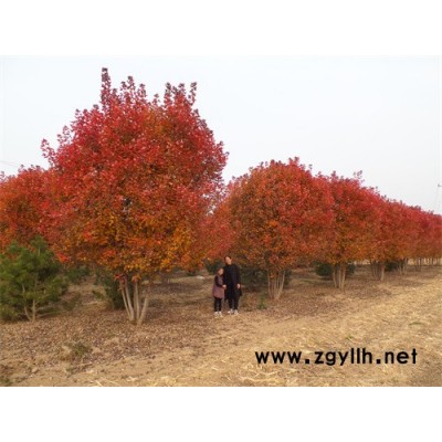 丛生美国红枫价格趋势-丛生美国红枫-金枫绿化