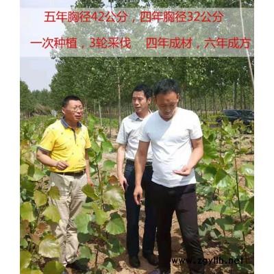 国家审定的杨树苗价格-国家审定的杨树苗-吉德1号杨高速生产杨