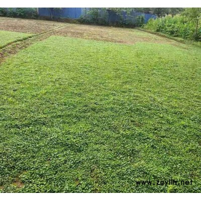 保山马蹄金-马蹄金出售-安宁铭岩草坪(推荐商家)