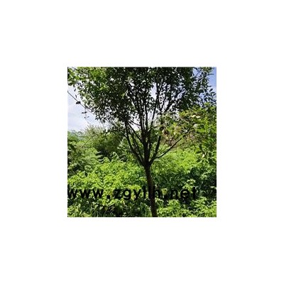 高杆红叶石楠哪家好-佳邦-山西高杆红叶石楠