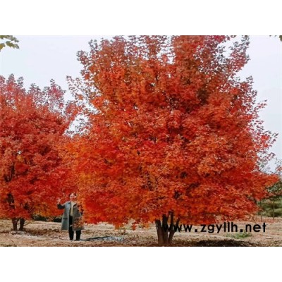 丛生美国红枫-丛生美国红枫批发量大-金枫绿化(诚信商家)