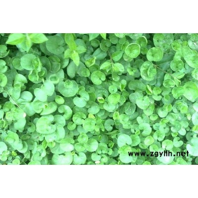 草坪马蹄金-贤惠园林绿化真草坪-草坪马蹄金基地
