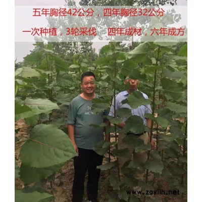 吉德农林速生杨-淄博107无絮杨树苗