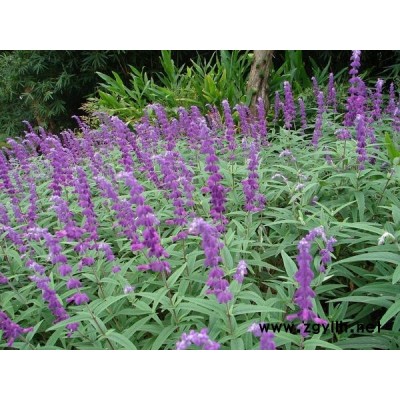 墨西哥鼠尾草-芳青花卉苗(图)-墨西哥鼠尾草单价