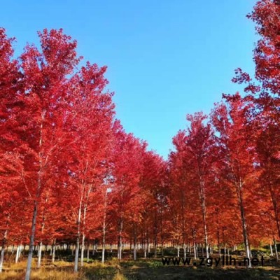 美国红枫苗木价格-美国红枫-诚信园林