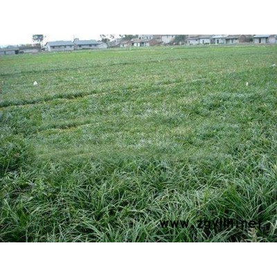 偃师金边麦冬草-圣茂麦冬草种植基地-金边麦冬草