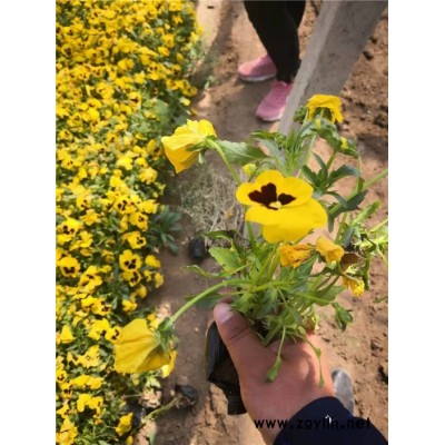 草花-抗寒草花-芳青花卉苗(诚信商家)