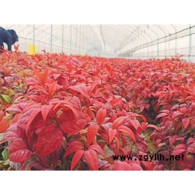 火焰南天竹-火焰南天竹的园林应用-金枫绿化(诚信商家)