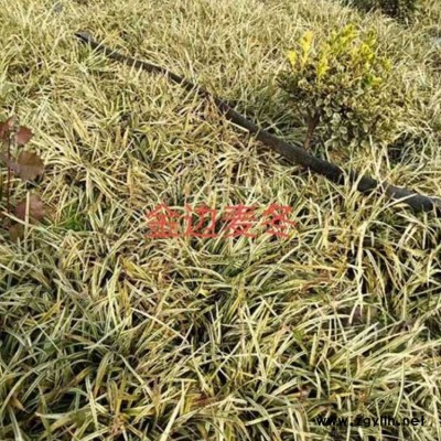 麦冬草苗图片 李斌麦冬草 麦冬草苗出售
