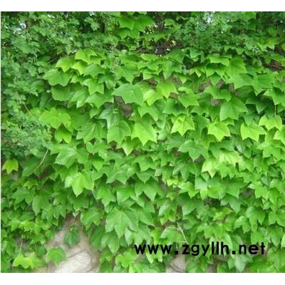 三叶地锦-芳青花卉苗-三叶地锦杯苗