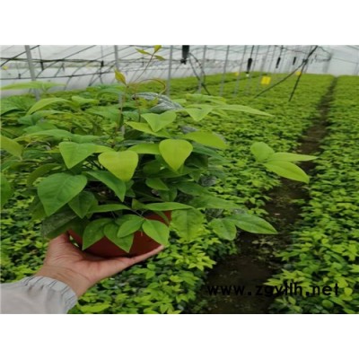 火焰南天竹苗扦插过程-火焰南天竹-金枫绿化(查看)