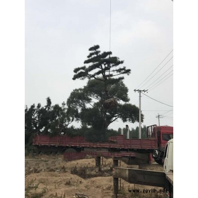 戎新造型松(图)-造型松树盆景-四川造型松树