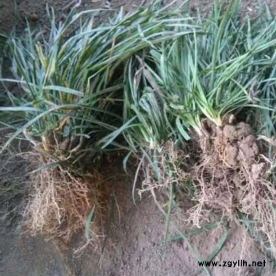 宽叶狗尾草栽植密度 绿化狗尾草的形态特征 广东狗尾草规格