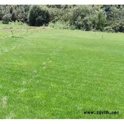 户外草坪一般多少钱-户外草坪-安宁铭岩草坪基地(查看)