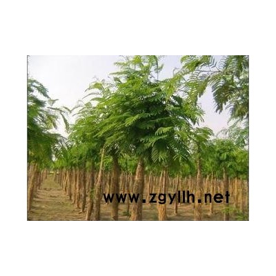 合欢树60公分价格-富丽银杏苗木(在线咨询)-贵州合欢树价格