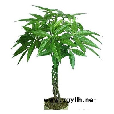 绿植-绿植价格-众芳园艺(推荐商家)