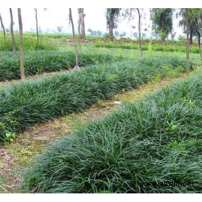 圣茂麦冬草种植基地-金边麦冬草种植基地-三门峡金边麦冬草