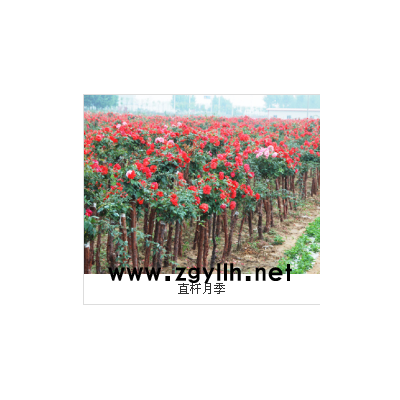淮北树状月季-5公分树状月季多少钱-山林月季(推荐商家)