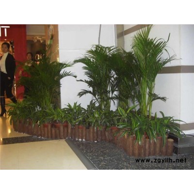 蔡甸绿植-雅淳花卉租摆-室内绿植出租