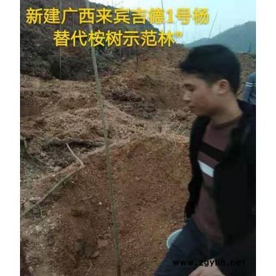 吉德国家审定的新树种-聊城速生杨树苗价格电话