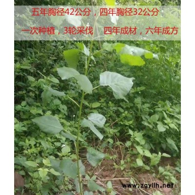 出售速生杨价格多少钱-吉德(在线咨询)-山东速生杨价格