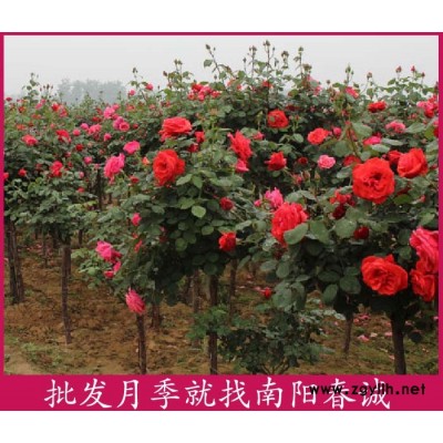 各种花色高杆月季树基地-各种花色高杆月季树-春诚月季基地供应