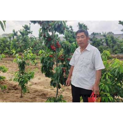 南阳鲁樱3号樱桃苗-鑫农园艺(图)-鲁樱3号樱桃苗基地