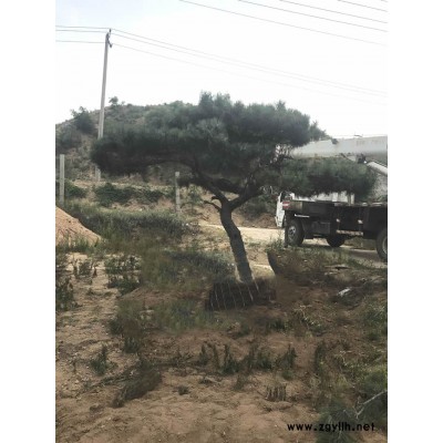 泰山迎客松-泰山迎客松价格-戎新景松(推荐商家)