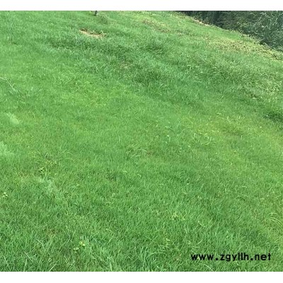 安宁铭岩草坪报价(图)-剪股颖供应商-云南剪股颖