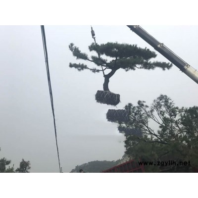 江西造型松基地-戎新造型松-造型松基地批发