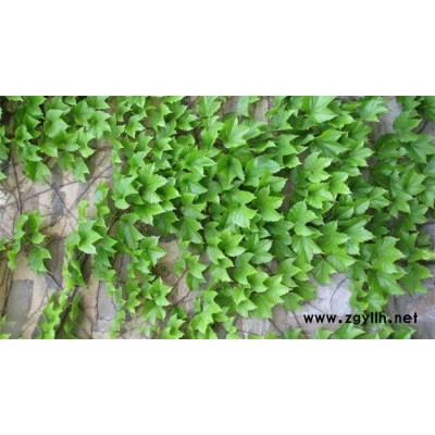 爬山虎-芳青花卉苗(在线咨询)-爬山虎容器苗