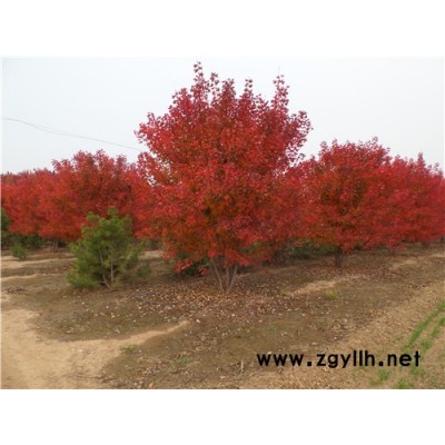丛生美国红枫-丛生美国红枫种植销售-金枫绿化(诚信商家)