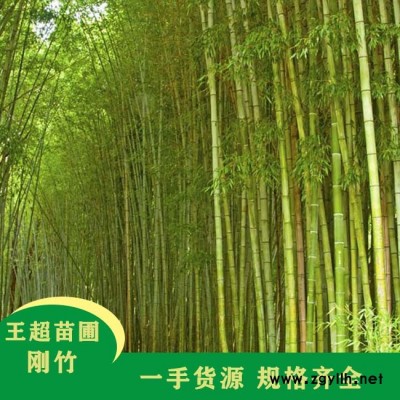 潢川2米高刚竹基地-豫宛园林(在线咨询)-潢川2米高刚竹