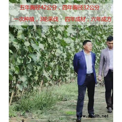 江苏新品种速生无絮杨-吉德农林速生杨品种正