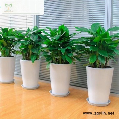 小区绿化养护-汉阳绿化养护-雅淳花卉绿植租用