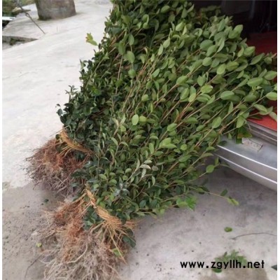 油茶树苗批发-泸州油茶树苗-油茶苗圃基地油茶苗