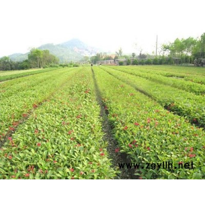 红王子锦带-芳青花卉苗(图)-红王子锦带报价