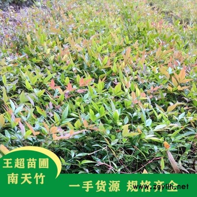 河南南天竹-河南南天竹价格-豫宛园林(推荐商家)