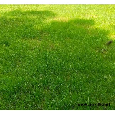 四季青生产基地-安宁铭岩草坪报价-安宁四季青