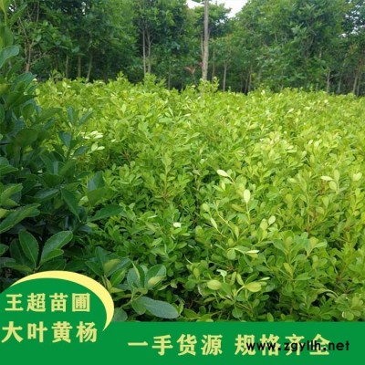 河南30公分大叶黄杨苗基地-豫宛苗木基地现货直发