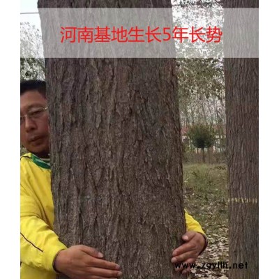 吉德速生五年胸径40-新品种无絮速生杨多少钱