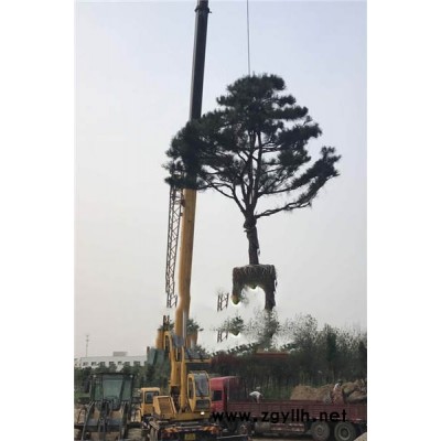 莱芜戎新造型松-造型油松基地多少钱一棵-信阳造型油松基地