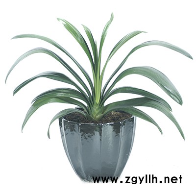 蔡甸植物-雅淳花卉植物出租-植物租赁