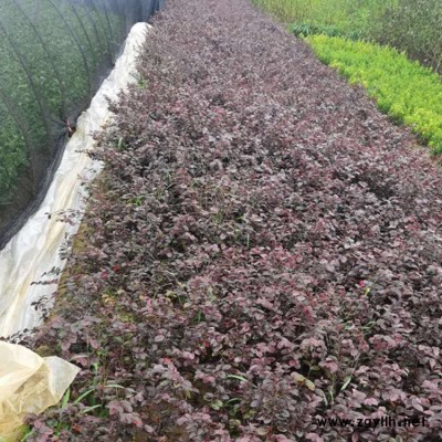 豫宛 精品红花继木造型树*** 1.2米红花继木造型树