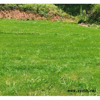 昭通四季青-四季青多少钱-安宁铭岩草坪(推荐商家)