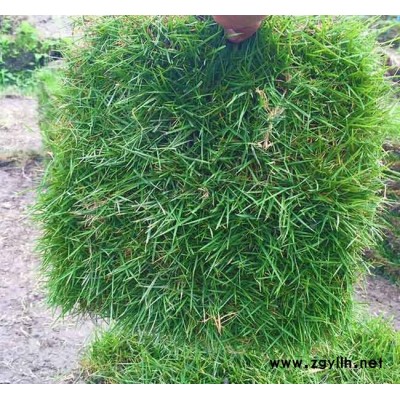 蒙自马尼拉草坪-安宁铭岩草坪价格-马尼拉草坪价格