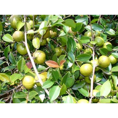 油茶苗批发价格-油茶苗-高产油茶苗圃基地 (查看)