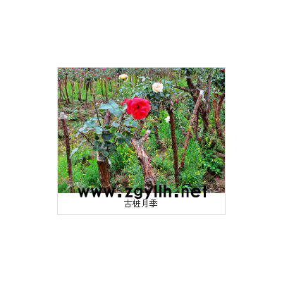 淮南树状月季-山林月季品种-树状月季多少钱一棵